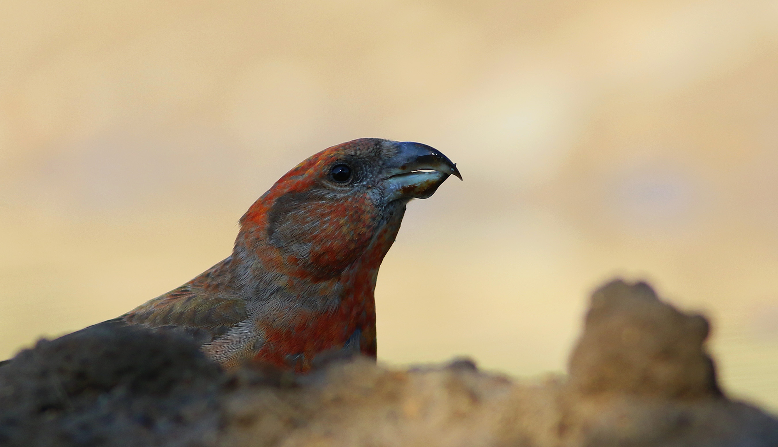Red Crossbill